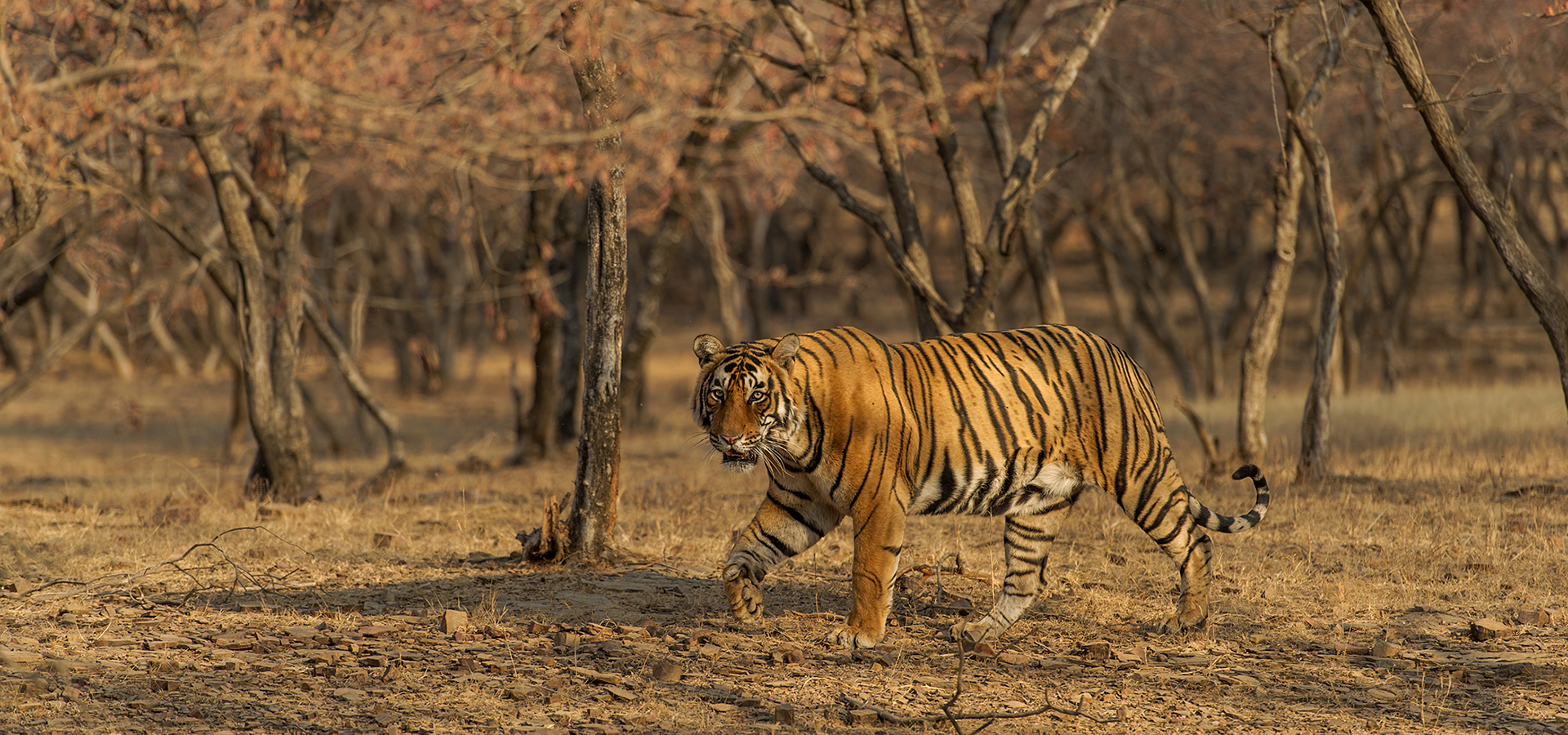 Private Guided Tours